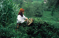 Rize is the centre of Turkey?s tea production