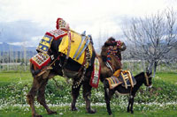 Pack camels along the Silk Road