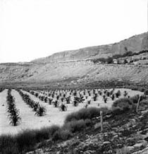 A Hopi dryland crop field in the village of Moencopi, 1941