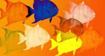 Fish come in many colors