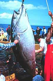 A large bluefin tuna