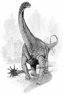 Drawing of a Brachiosaurus