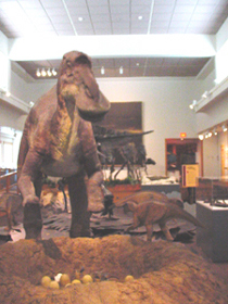 Maiasaura exhibit at the Museum of the Rockies in Bozeman, Montana