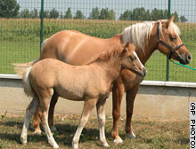 The cloned horse Prometea with her mother and genetic twin