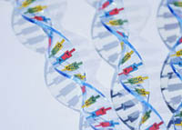 DNA helixes