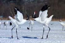 Japanese cranes on Hokkaido during mating season