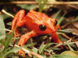 The habitat of the golden toad has shrunk in recent years