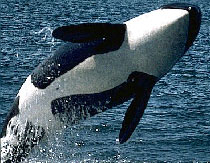 An orca breeching