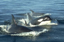A pod of orcas