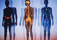 Images of human bodies illustrating immune and nervous systems