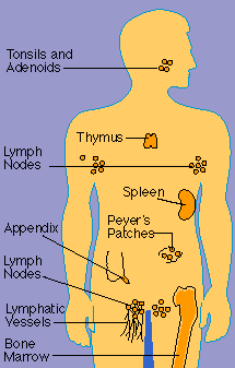 Illustration of the immune system's primary organs