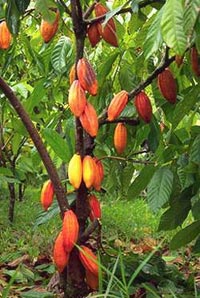 A cacao tree
in South America