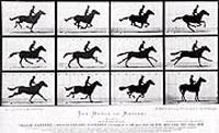 Pioneering Eadweard Muybridge studied locomotion through photography in the early 19th century