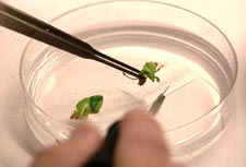Plants being dissected