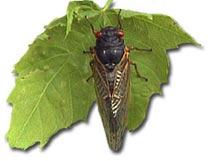 An adult periodical cicada sitting on a leaf