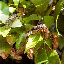 Adult cicadas resting on tree leaves next to discarded nymph skins