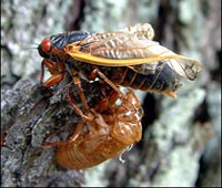 An adult cicada emerging fro it's nymph skin