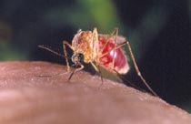 A female northern house mosquito tapping into some human blood 