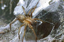 A Hobo spider