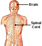 An illustration of the brain and the spinal cord