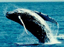 A male humpback whale breaching