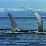 Humpback whale fins above the ocean's surface