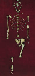 The fossilized bones of the hominid named Lucy.