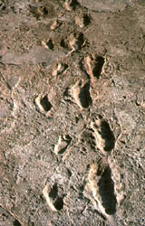 The 3.5 million-year-old fossilized footprints of human ancestors discovered in Laetoli, Africa.