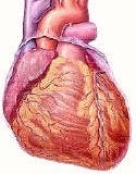 An illustration of the heart's exterior.