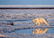A polar bear makes its way across a frozen stretch of the Arctic National Wildlife Refuge in Alaska
