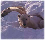 Two polar bears rest as the sun sets.