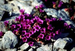 Purple saxifrage