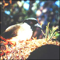 The po'ouli may now be extinct, adding to the growing list of extinct Hawaiian natives.