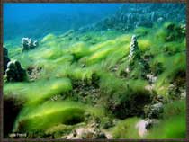 Invasive marine algae covers the ocean floor near Hawaii's shorelines.