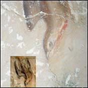 Fresco detail illustrating a bird that may have been painted by da Vinci or one of his students.