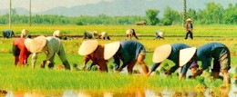 Rice has a major influence on Vietnam's culture and economy.