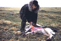Most northern Native Alaskan villages rely on the annual caribou migrations as a vital food source.