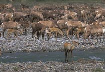 Thousands of caribou migrate to the Arctic Coastal Plain to calve.