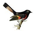One of the most abundant birds in North America, the Red-winged Blackbird is found in wetlands and agricultural areas across the continent.
