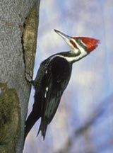 The Pileated Woodpecker is the largest woodpecker in most of North America.