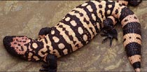 The American Gila monster has helped researchers develop a drug to help diabetics control blod sugar levels.