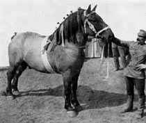 Draft horses were ideal  for pulling large wagons and doing other heavy work for humans.