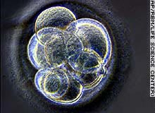 A fertilized egg divides into a mulicellular embryo within a week.