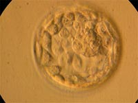 Seven days after fertilization, the embryo forms a hollow ball-like structure called a blastocyst.