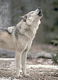 Wolves have renewed their roles as natural predator in the Yellowstone National Park Ecosystem.