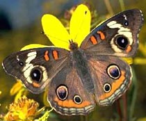 A Common Buckeye Butterfly.