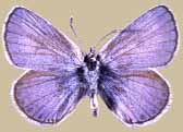 This Karner Blue butterfly is on the U.S. Endangered Species list, due to habiat loss.