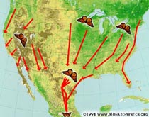 Monarchs follow two primary routes, depending on which side of the Rocky Mountains they live.