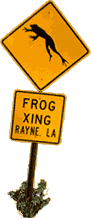 A Frog Crossing in Rayne, Louisiana.