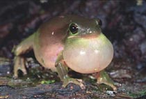 Many frogs inflate a throat pouch to make sounds.